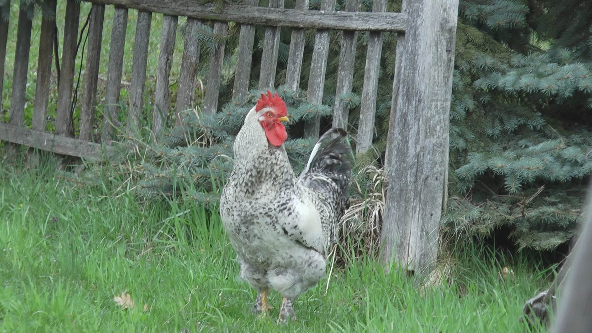 selo srezojevci zivi s petlom