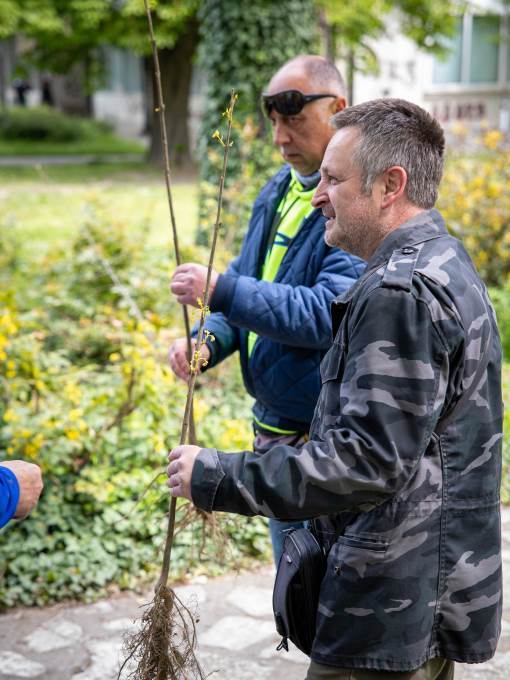 apatinska pivara sadnice jasena apatin