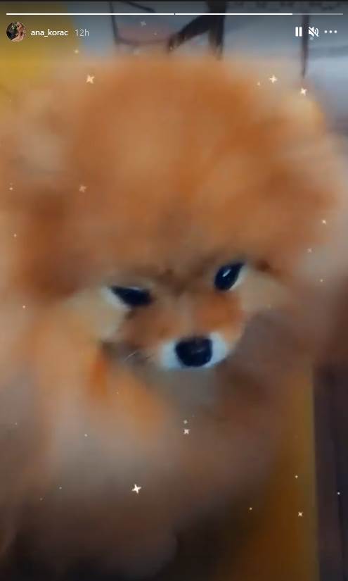 ana korac pas rucak u restoranu