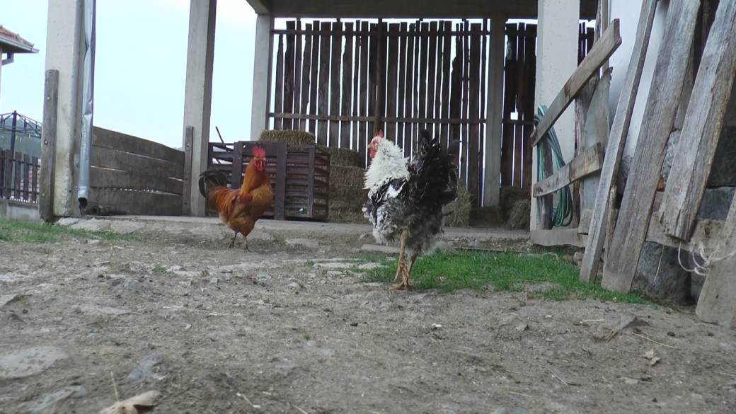 pevac pirgo kostunici lezi na jajima porodica veskovic