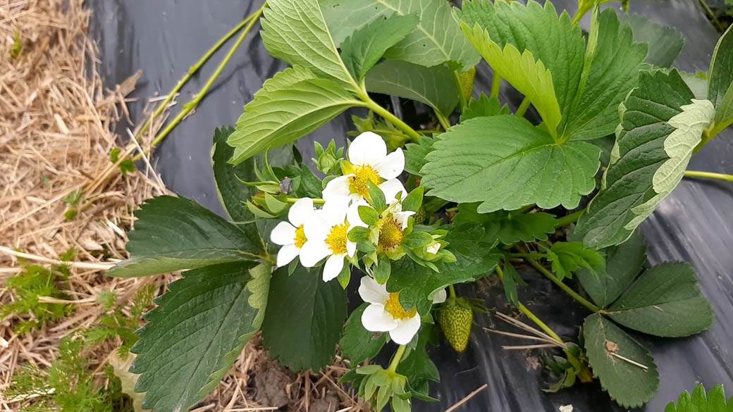 selo zagorica dragan jovanovic besplatne jagode 