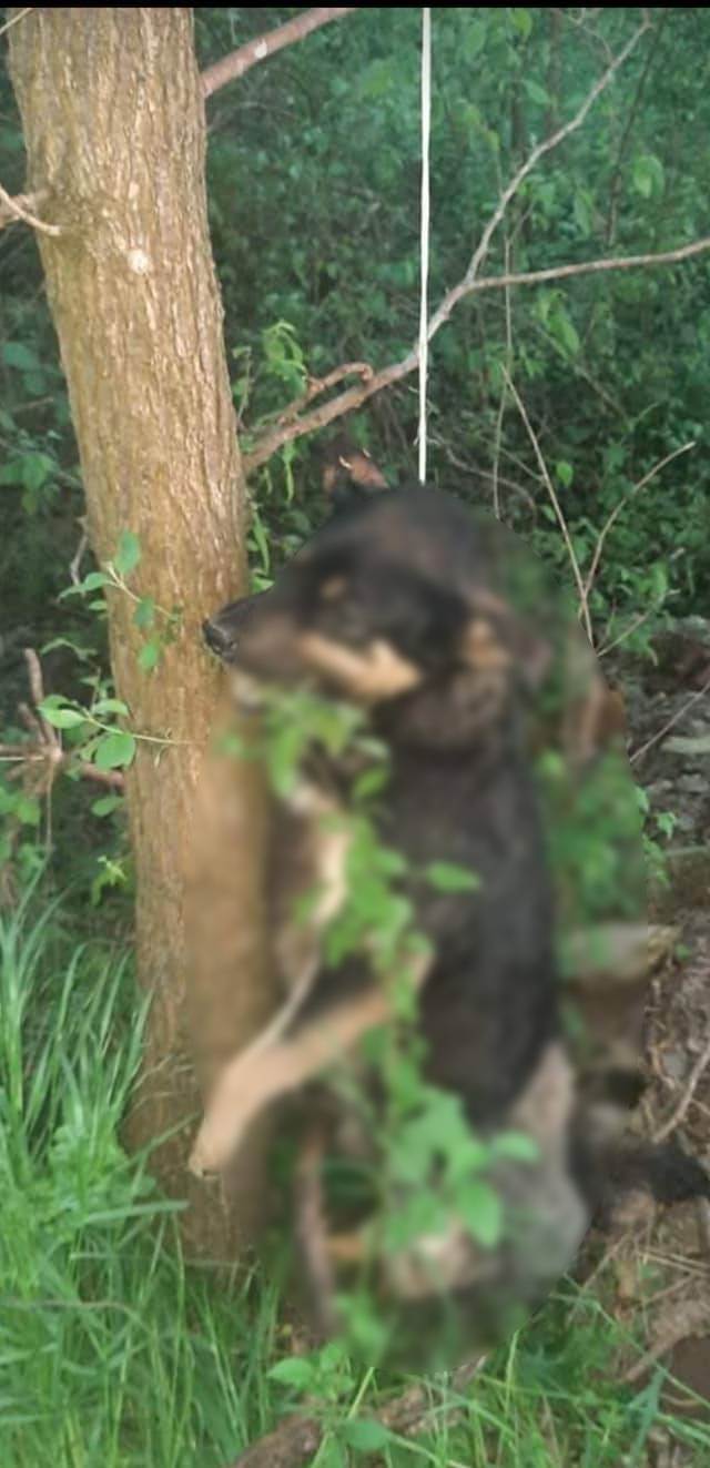 obeseni psi u sumi sabac