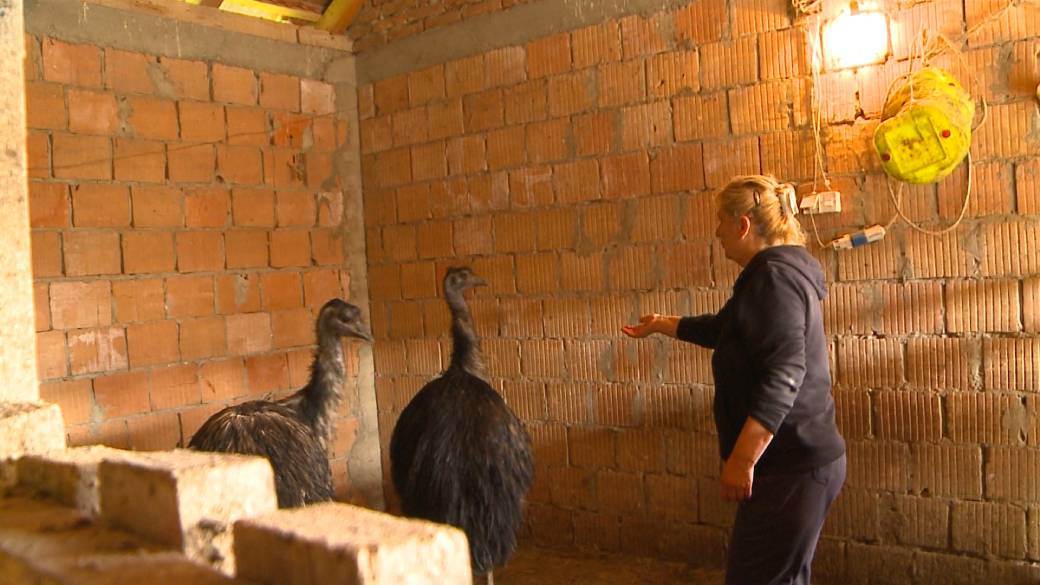 emu ptice u srbiji jaja tezina fotografija