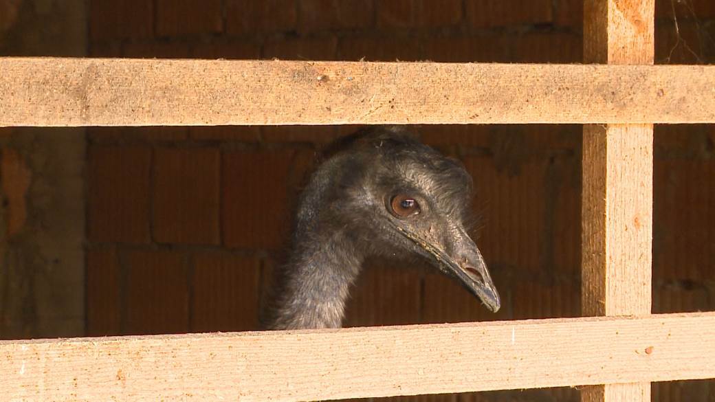 emu ptice u srbiji jaja tezina fotografija