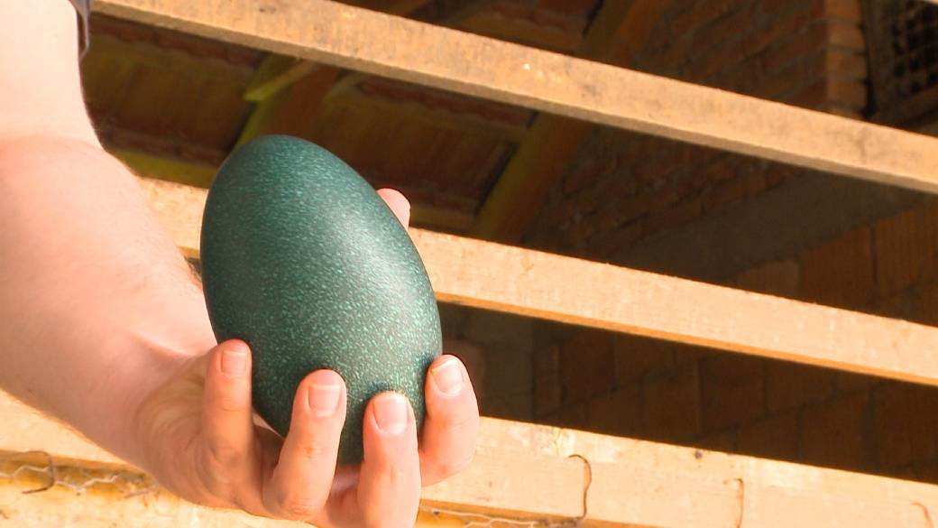 emu ptice u srbiji jaja tezina fotografija