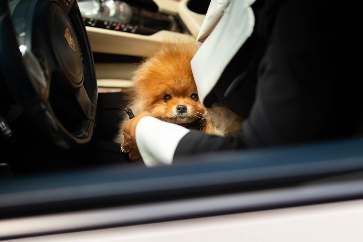 Ana Korać oblači kuče 