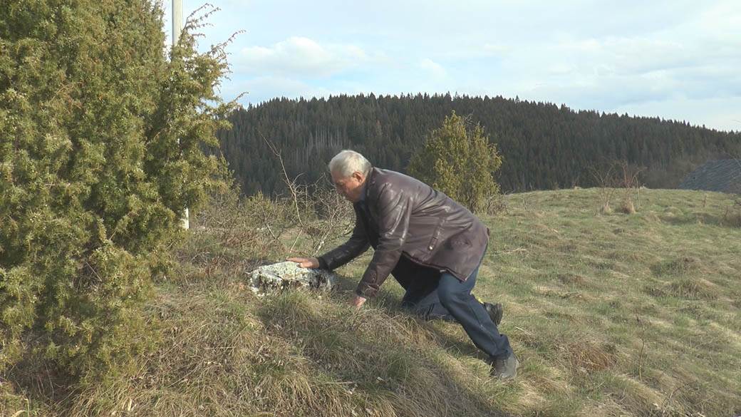 biljka ciji su plodovi u obliku krsta fotografija