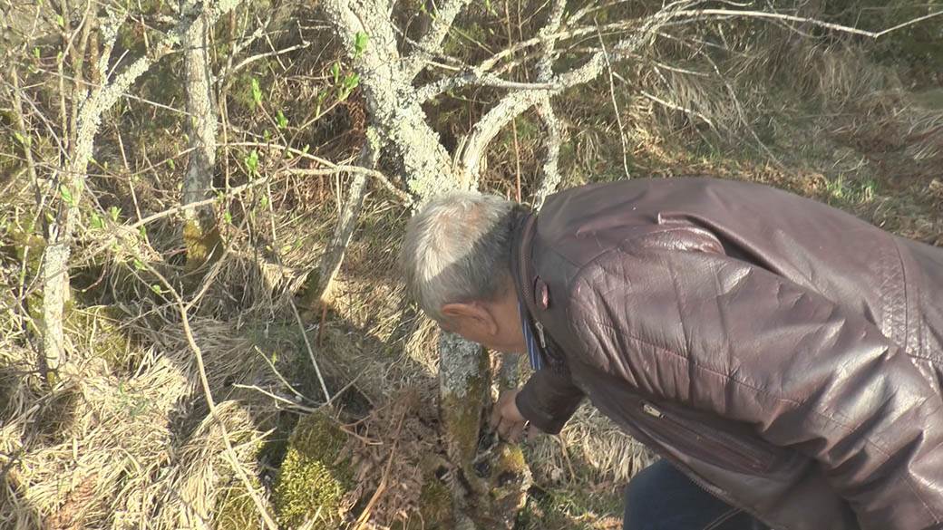 biljka ciji su plodovi u obliku krsta fotografija