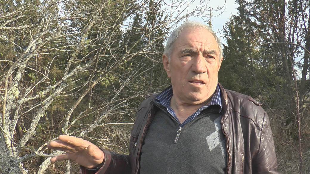 biljka ciji su plodovi u obliku krsta fotografija