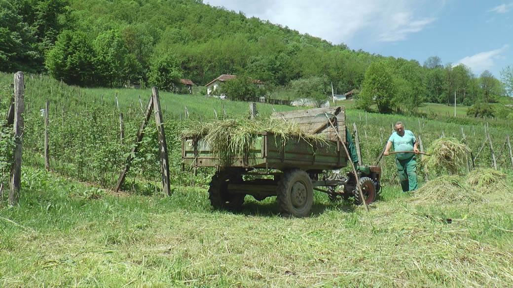 branje malina posao sezona berbe plata