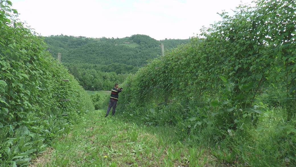 branje malina posao sezona berbe plata