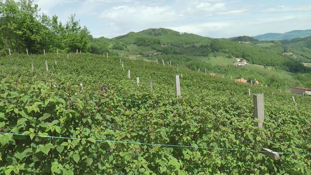 branje malina posao sezona berbe plata