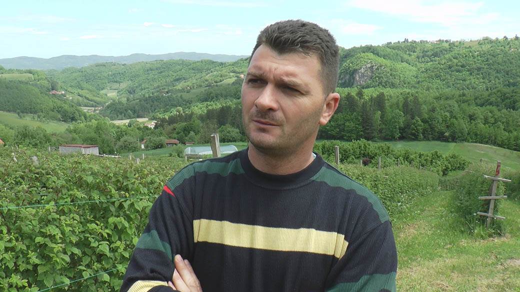 branje malina posao sezona berbe plata