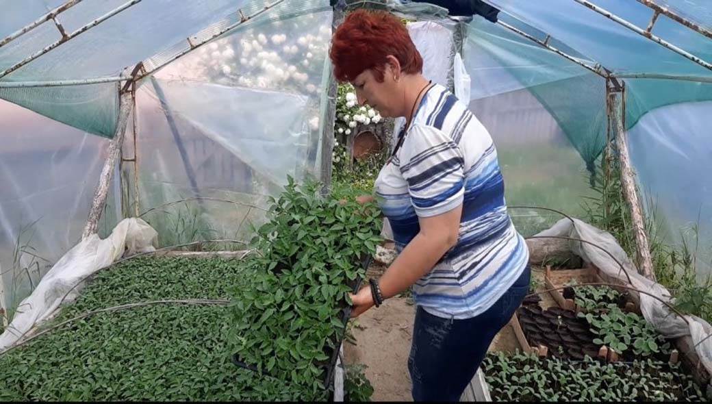 kalemljenje lubenica biznis posao iskustva 