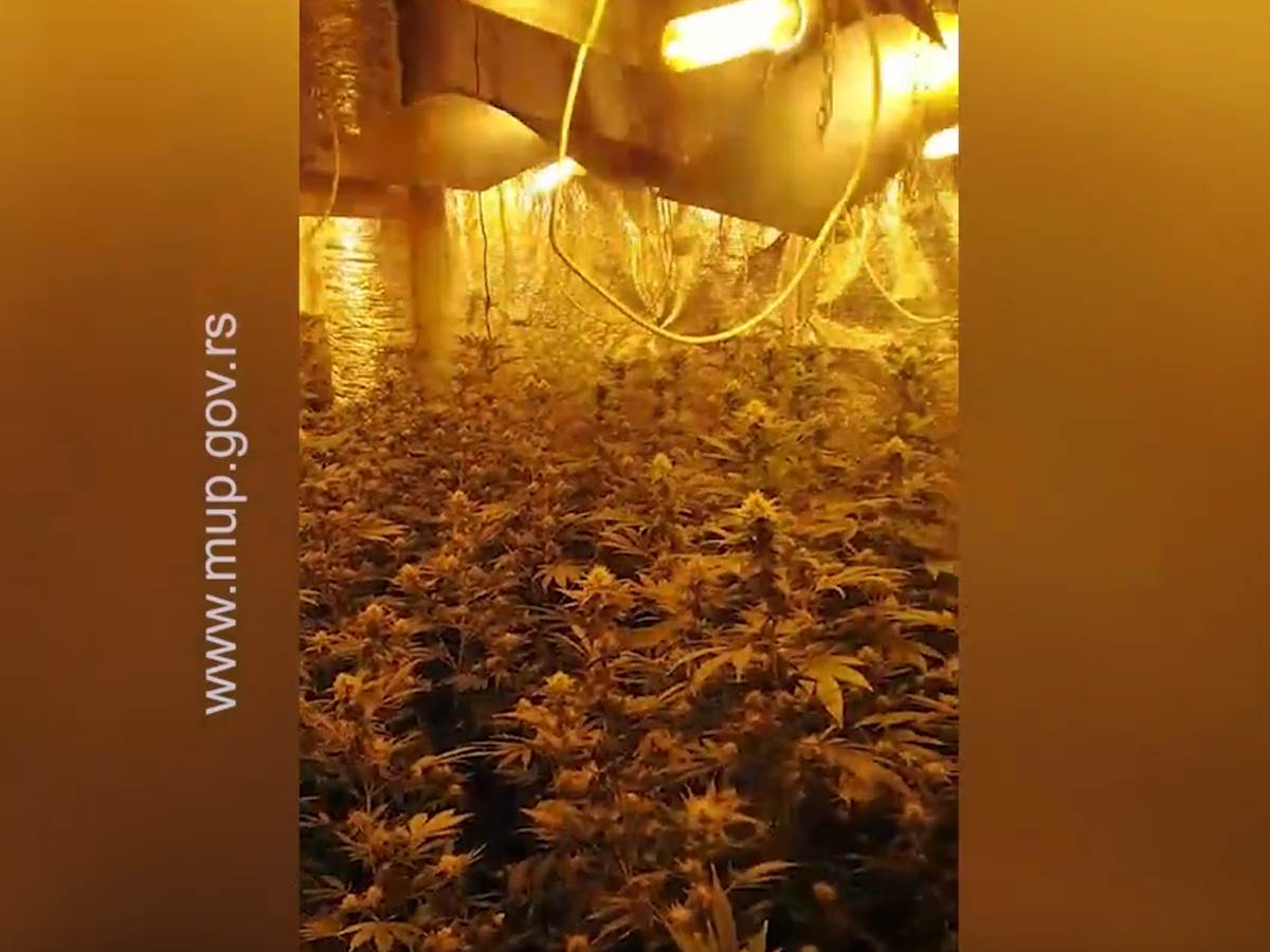 topola policija otkrila laboratoriju za uzgoj marihuane video snimak 