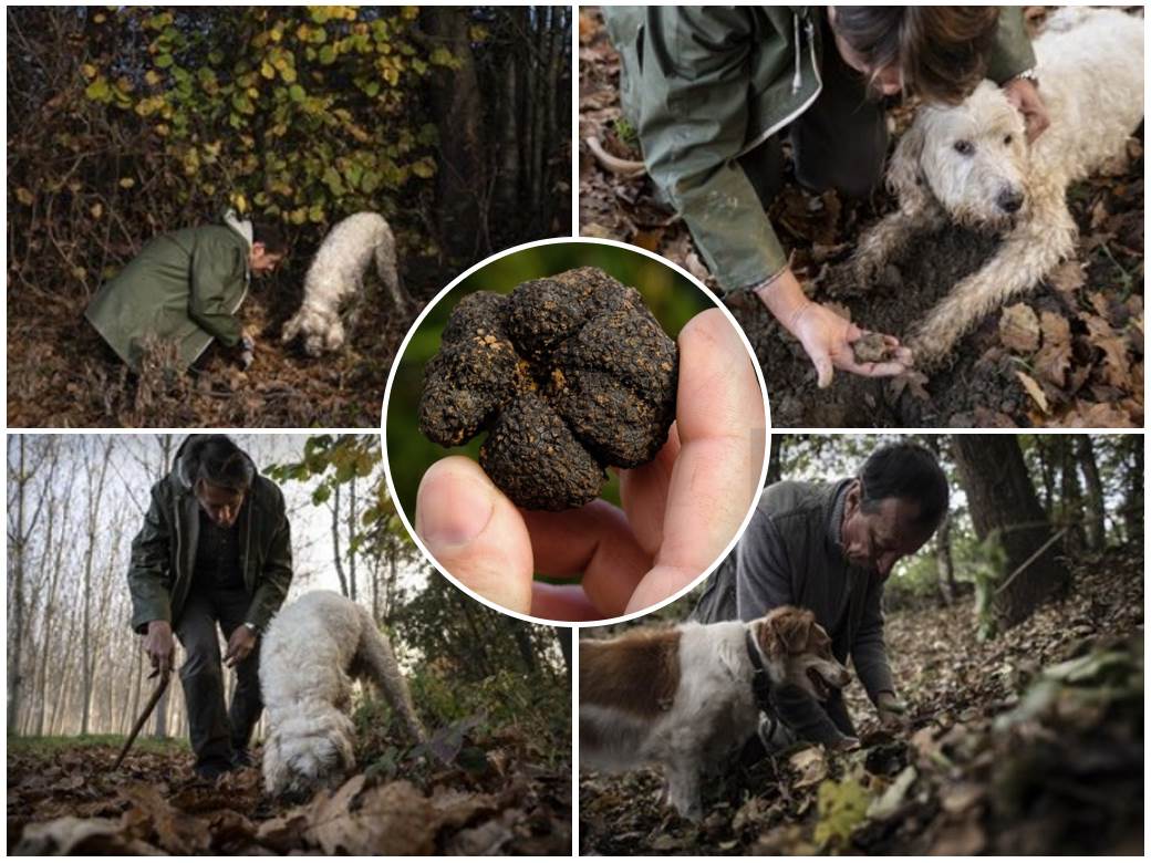 sakupljanje tartufa u srbiji